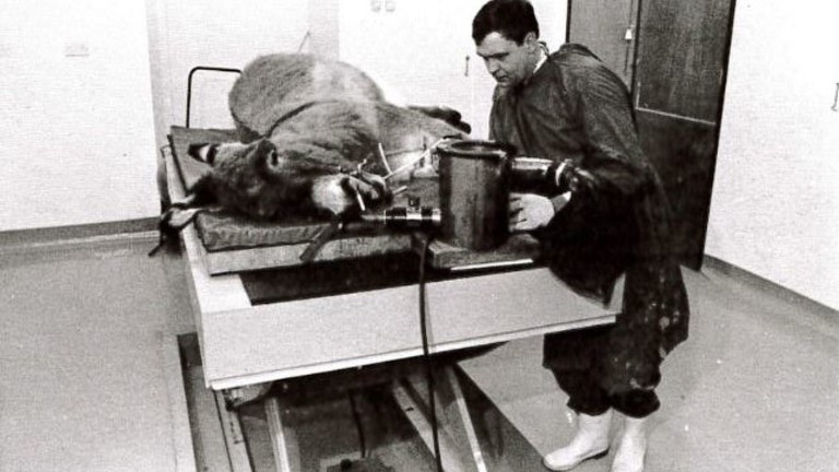 An old image of a veterinarian performing surgery on a donkey