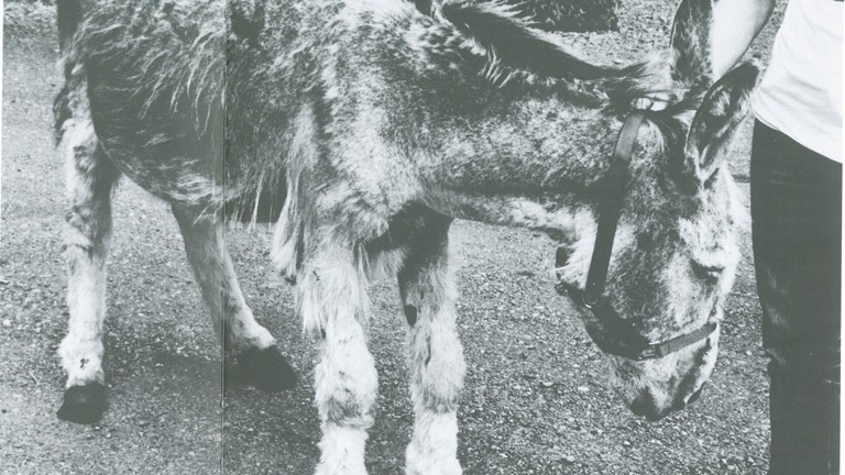 An old image of a rescued Irish donkey