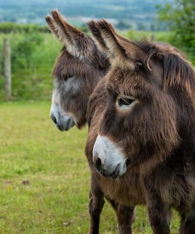 An image of a brown donkey looking to the left, while a dark grey donkey stand behind also looking to the left.