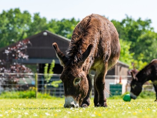 An image of a dark brown donkey grazing in an outdoor paddock.