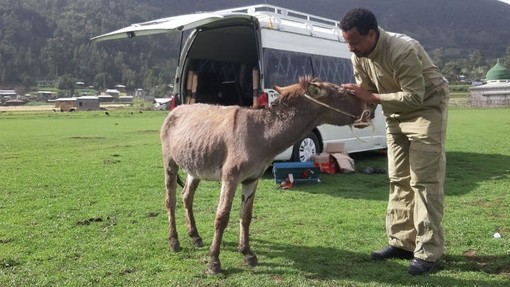 An animal health professional performing a health check on a donkey in front of a van in a grass field.