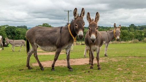 Two brown donkeys stood next to eachother looking to camera with a grey donkey stood behind them also looking to camera.