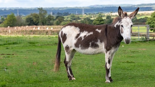 A brown and white donkey stood sideways and looking forwards towards the camera