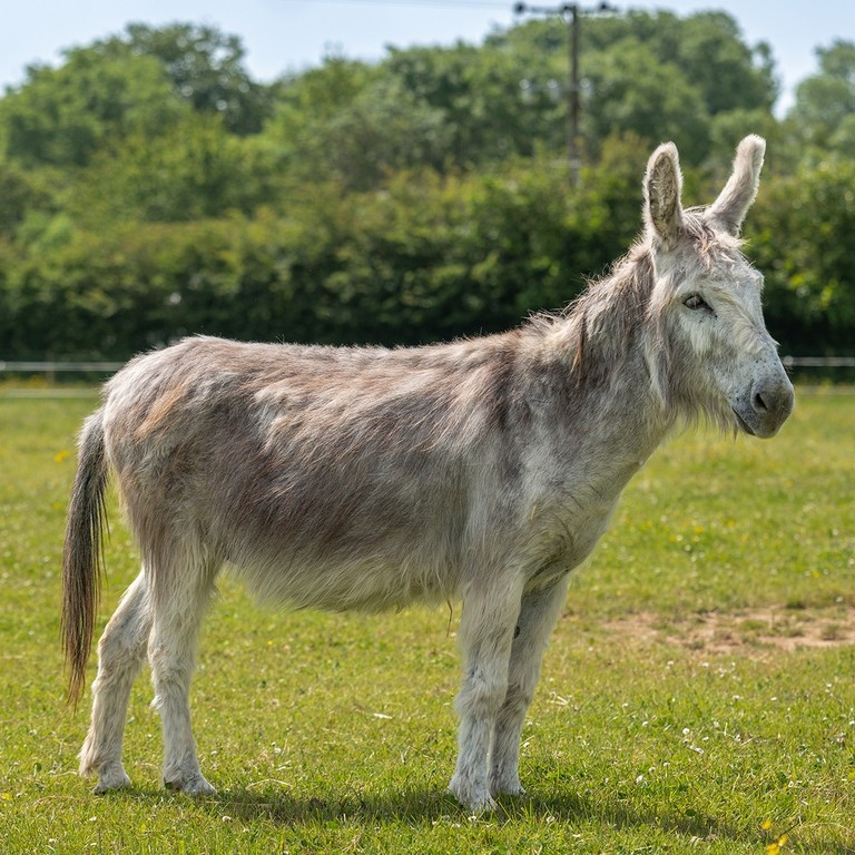 An image of a grey donkey in a grass field stood sideways looking towards the right.