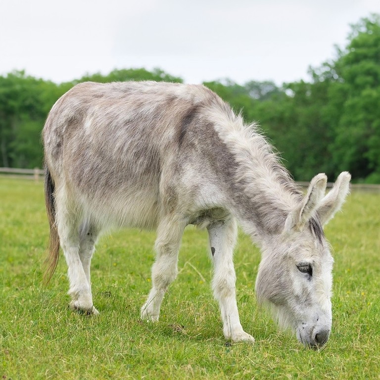 An image of a grey donkey facing the right while grazing in a grass field.