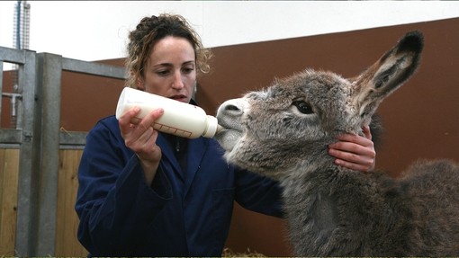 Ashley, orphaned foal, being bottle fed.