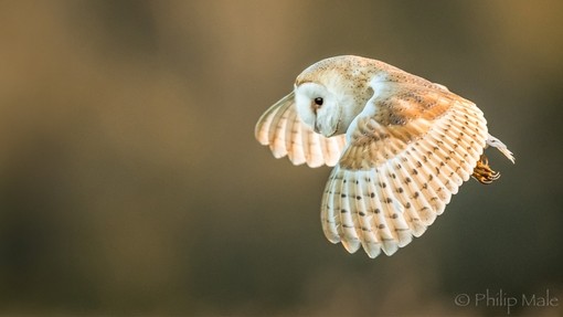 A close up of a beige barn owl flying in the air