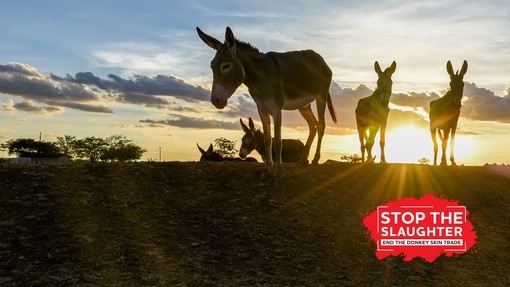 A group of donkeys stood on a hill silhouetted against the setting sun in Brazil