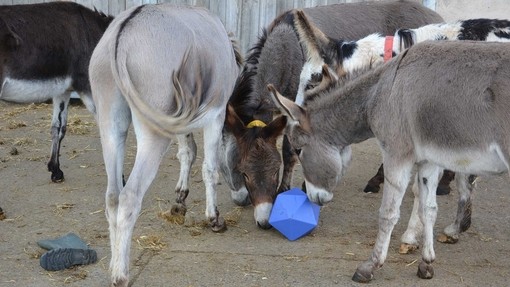 An image of four donkeys enjoying an enrichment treat ball in an outdoor concrete paddock.