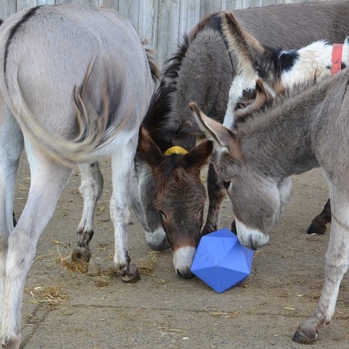 An image of four donkeys enjoying an enrichment treat ball in an outdoor concrete paddock.