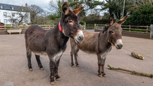 Two donkeys stood next to each other in a concrete paddock with small wooden branches for enrichment.