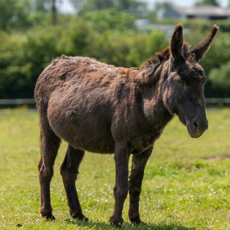 An image of a dark brown donkey stood at a angle facing the right in a grass field.