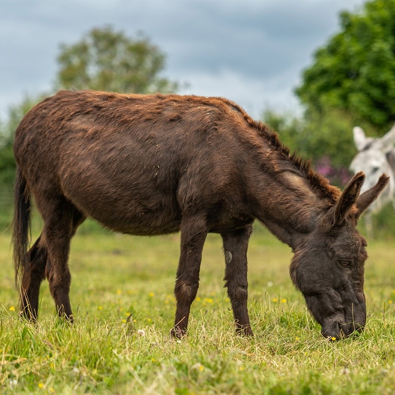 A dark brown donkey grazing in a field with a light grey donkey stood behind