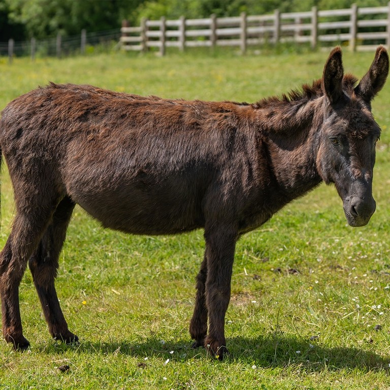 A dark brown donkey standing sideways but looking forward in a field