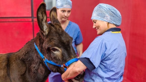 Donkey vet check.