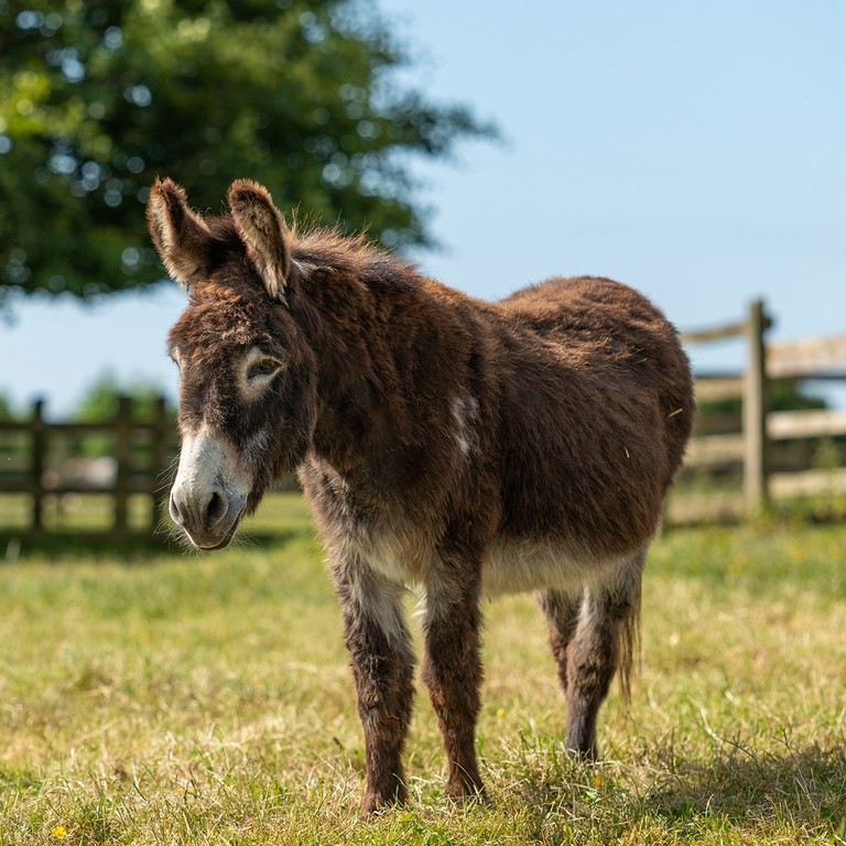 A brown donkey with a white nose in a field