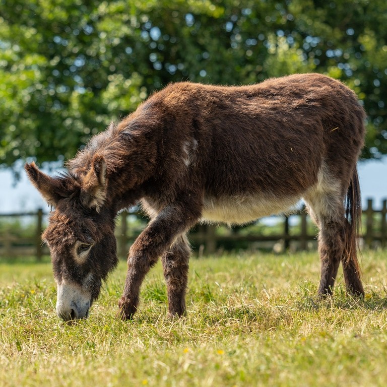 A brown donkey with a white nose in a field