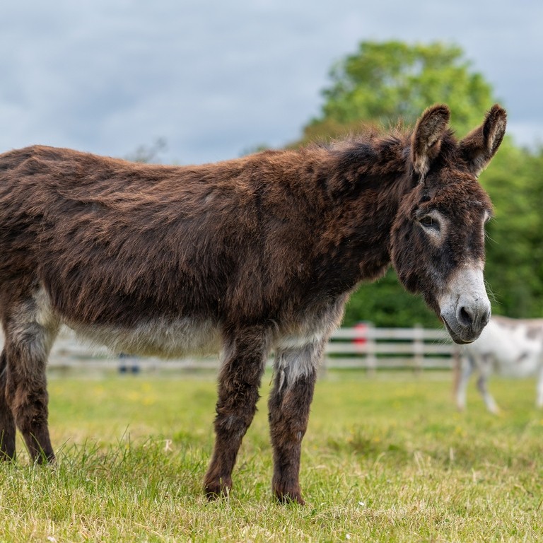 A brown donkey with a white nose in a field
