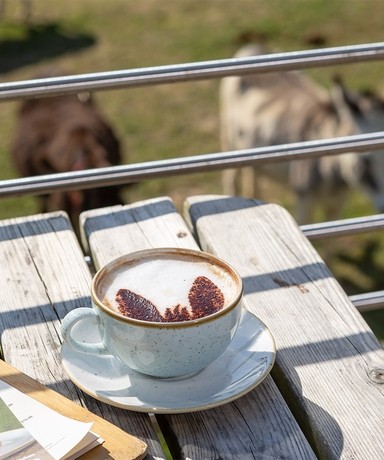 A close up image of a mug of coffee with a chocolate donkey ears stencil on the top and two donkeys in a field in the background.