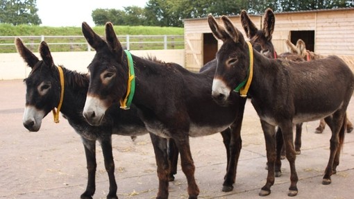 Donkeys wearing The Donkey Sanctuary coloured collars