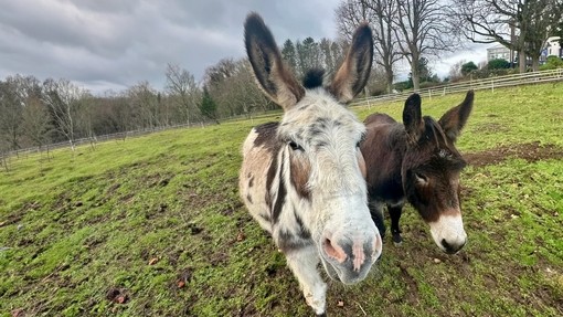 A white and brown spotted donkey with a small brown donkey on its right, both stood in a grass field.