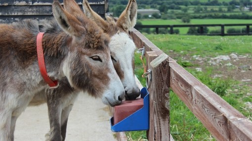 Crowe and Faye using a mineral lick