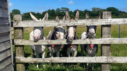 Four donkeys looking through a wooden fence.