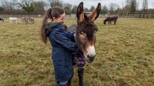 An image of a girl wearing a coat and wellies, stood holding a brown donkey wearing a waterproof rug.
