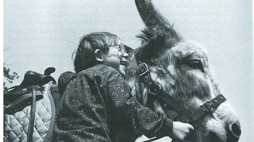 A small child holding onto a donkey