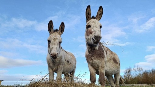 Donkeys David and Theo standing in their field.