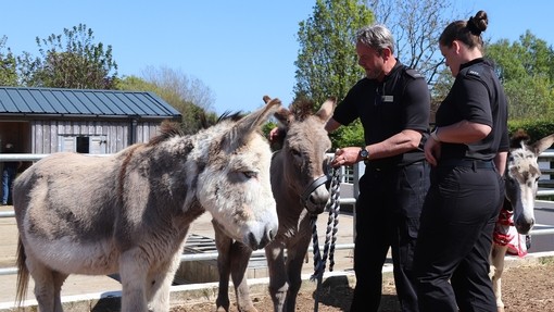 Two police officers stood next to each other looking at two donkeys stood on their left.