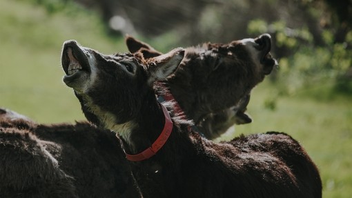 Dillon and friend showing flehmen response