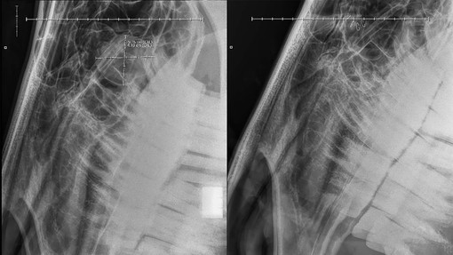 An X-ray showing a donkey's teeth and the mass in her nasal passage