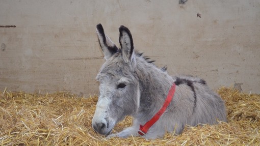 Dolittle laying in a bed of straw.