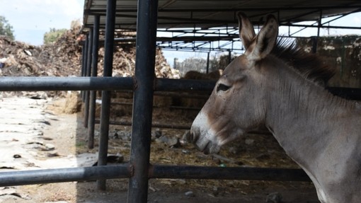 A donkey at a slaughterhouse in Kenya