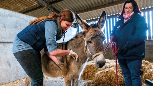 Donkey receiving a medical treatmnet