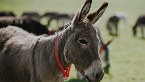 An alert donkey with its ears pricked forward stands in a field with other donkeys