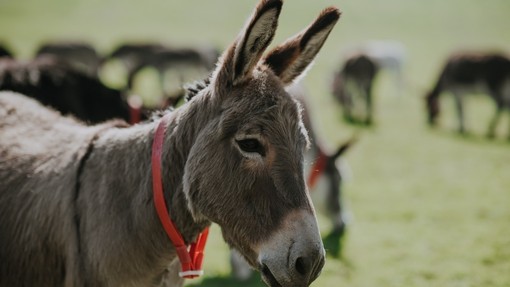 Donkey stood alert in a field