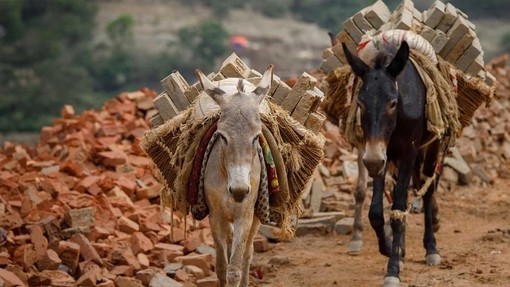 An image of a donkey and a mule at a brick kiln site carrying overfilled sacks of bricks across their back.