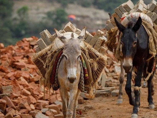 An image of a donkey and a mule at a brick kiln site carrying overfilled sacks of bricks across their back.