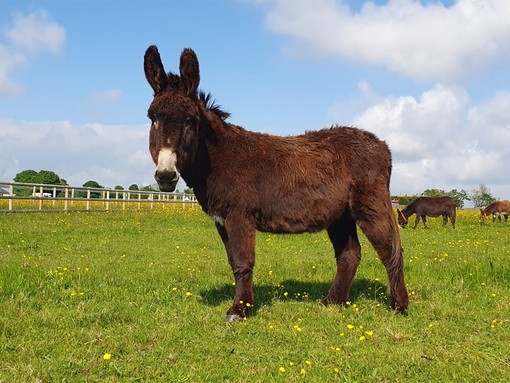 An image of a large dark brown donkey stood sideways in a field with its head looking toward the camera