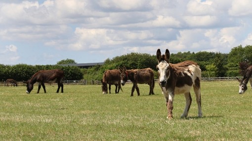 Donkey and friends at Trow Farm in Sidmouth
