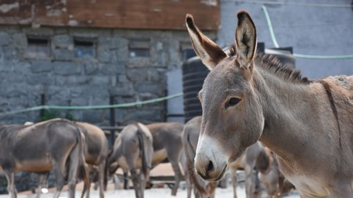 A donkey at a slaughterhouse in Kenya