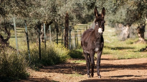 A brown donkey stood on a mud track at a sanctuary in Spain.