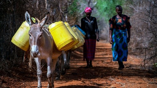 A donkey laden with yellow water carriers walks ahead of two women.