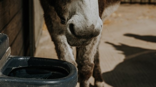 Donkey after drinking water