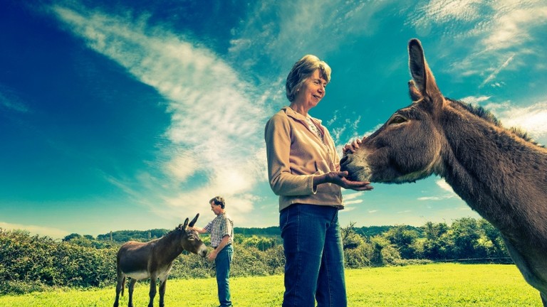 An image of a women holding the face of a grey donkey while a man stands in the background stroking the head of a brown donkey.