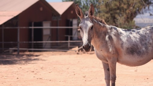 A large white and grey donkey stood to the right looking at camera in a outdoor paddock.