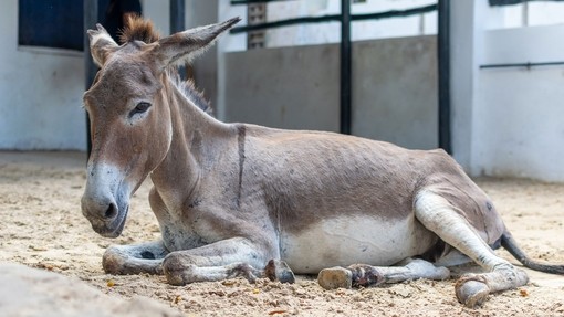 Donkey lying down in enclosure.