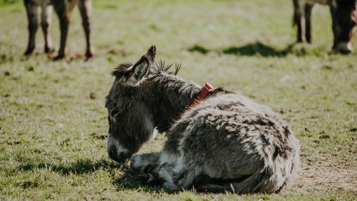 A donkey lying down in a field